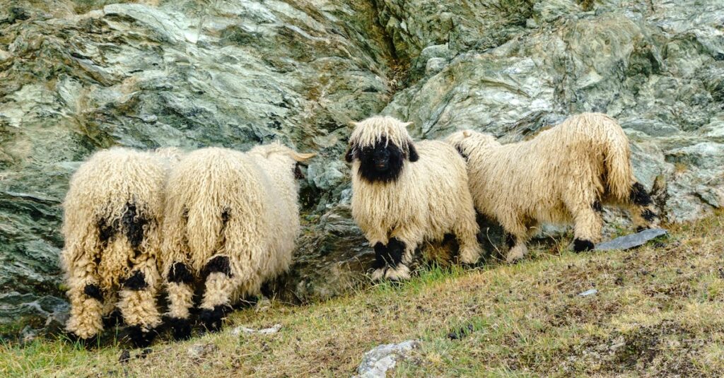 レビュー記事・比較記事・ランキング記事の違いを説明する図解。